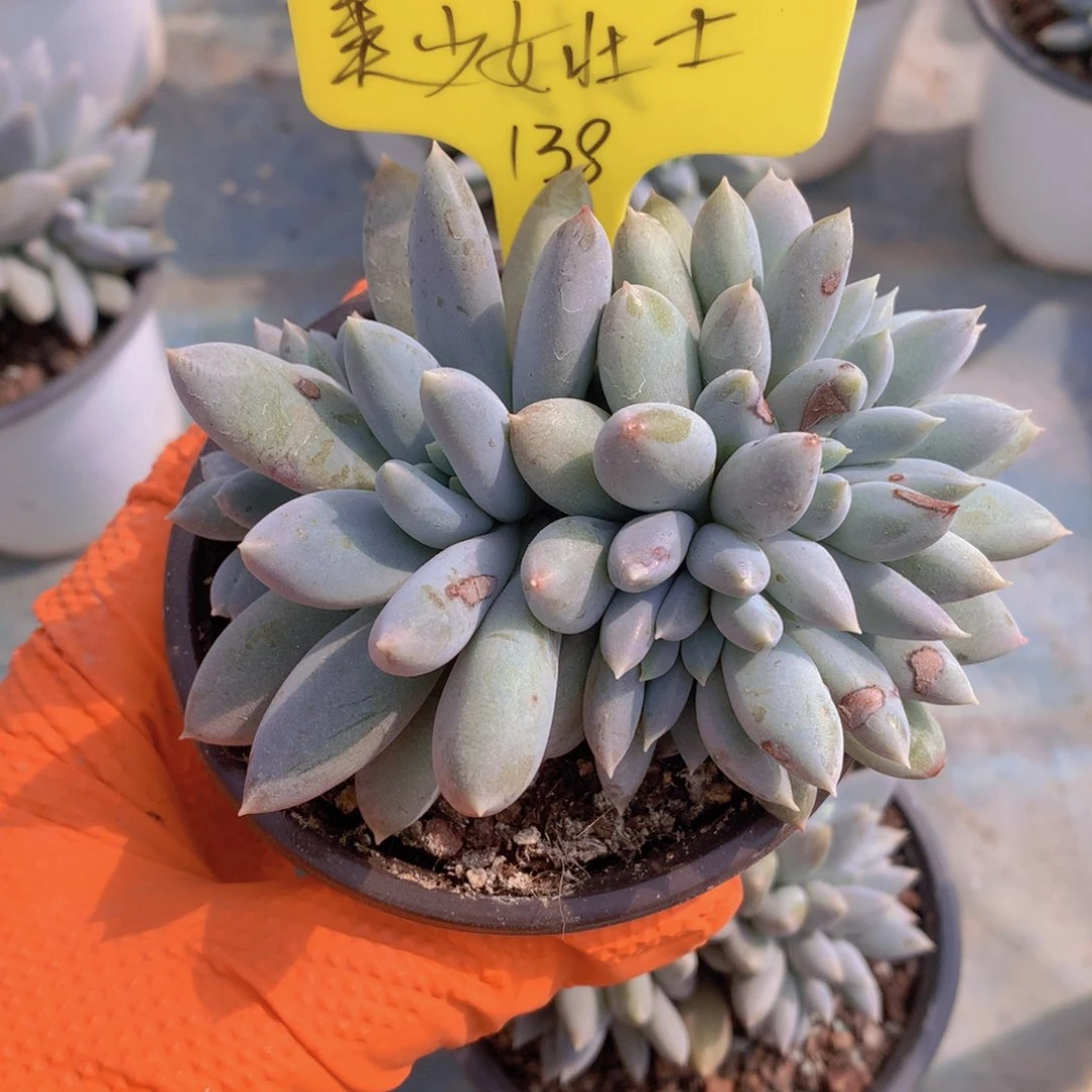 我家的小可爱们都好可爱啊