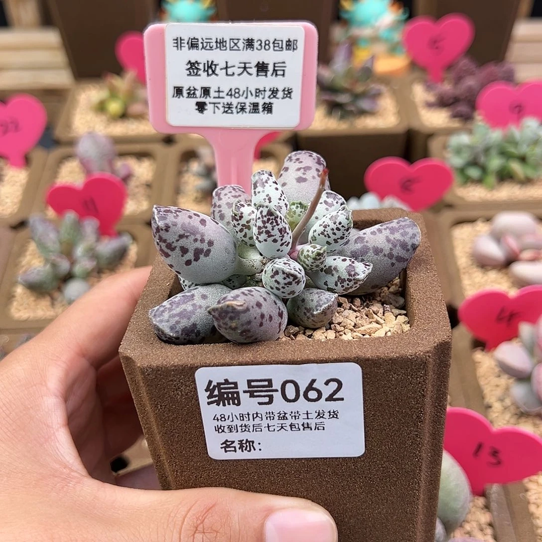 g*s062特白肌海豹多肉植物