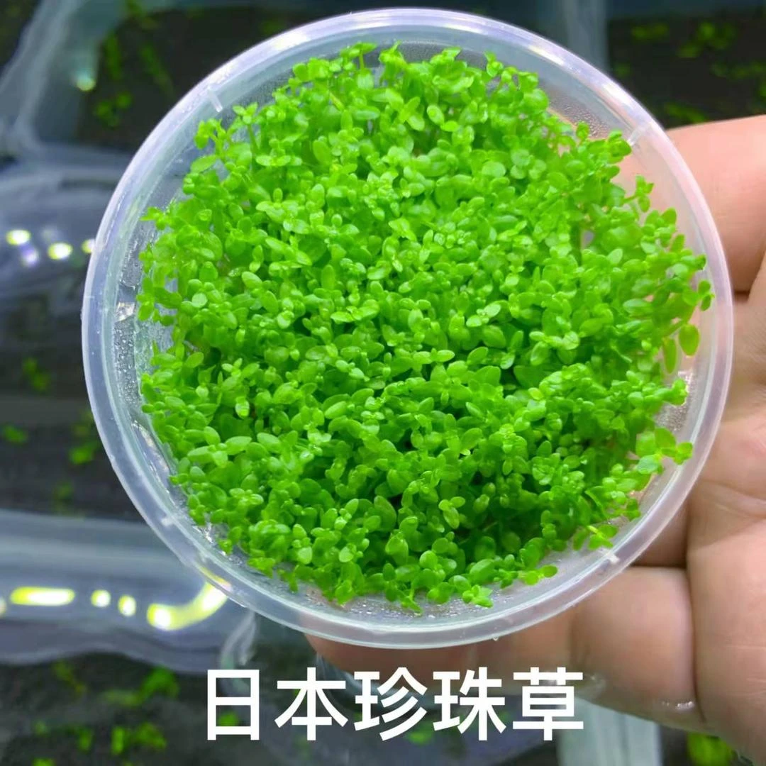 无菌杯日本高珍珠日本珍珠草前中景水草懒人鱼缸造景水草活体淡水