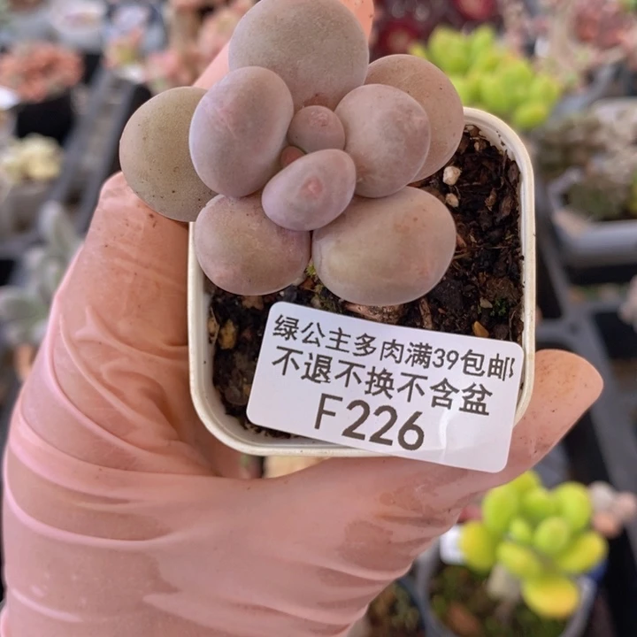 蛋黄奶单头226多肉植物