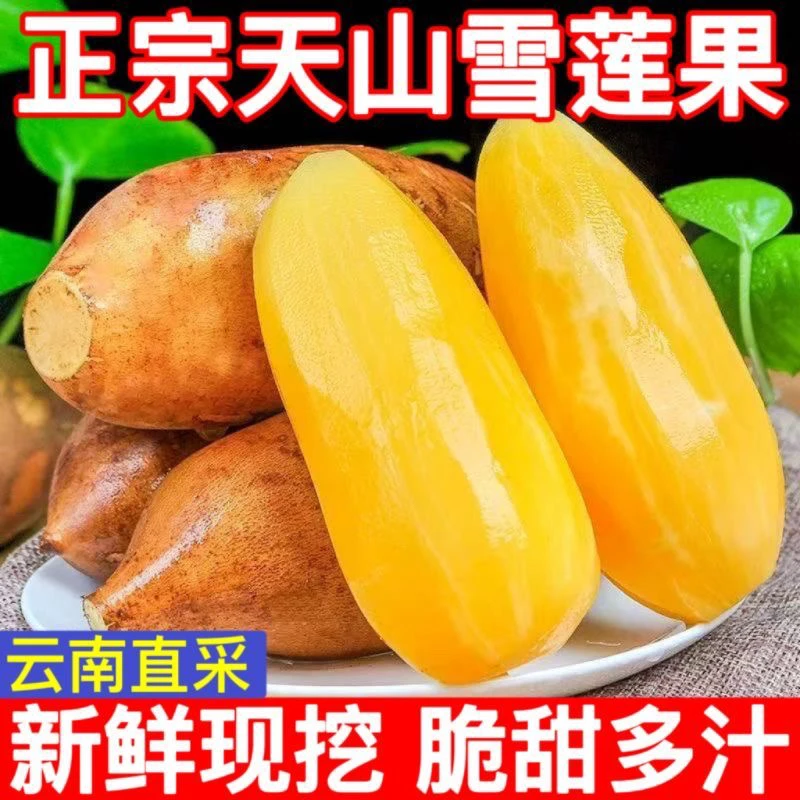 新果精品特级云南天山黄心雪莲果新鲜水果脆甜多汁孕妇低糖现货