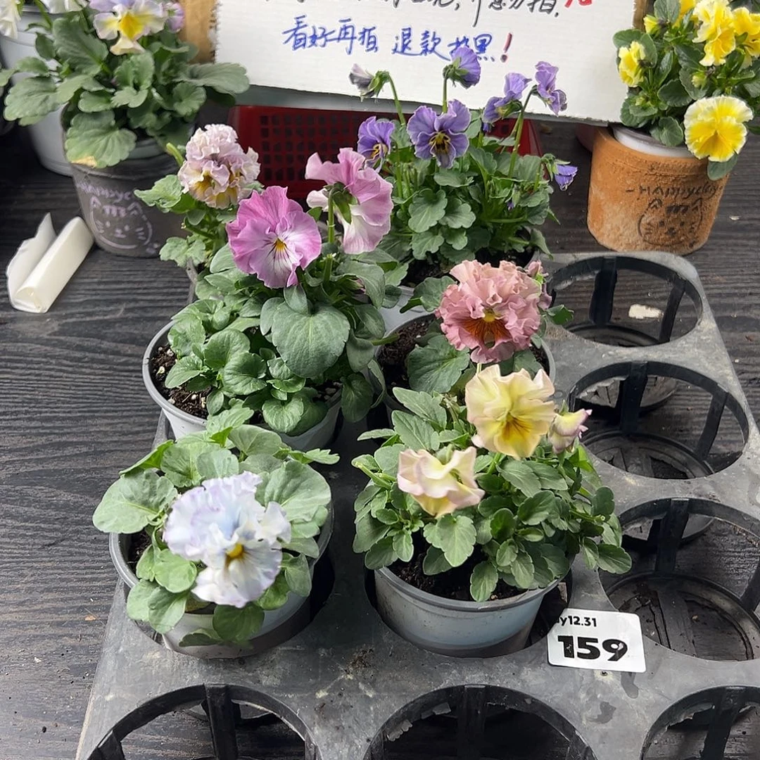 大部分花苞少量开放159号