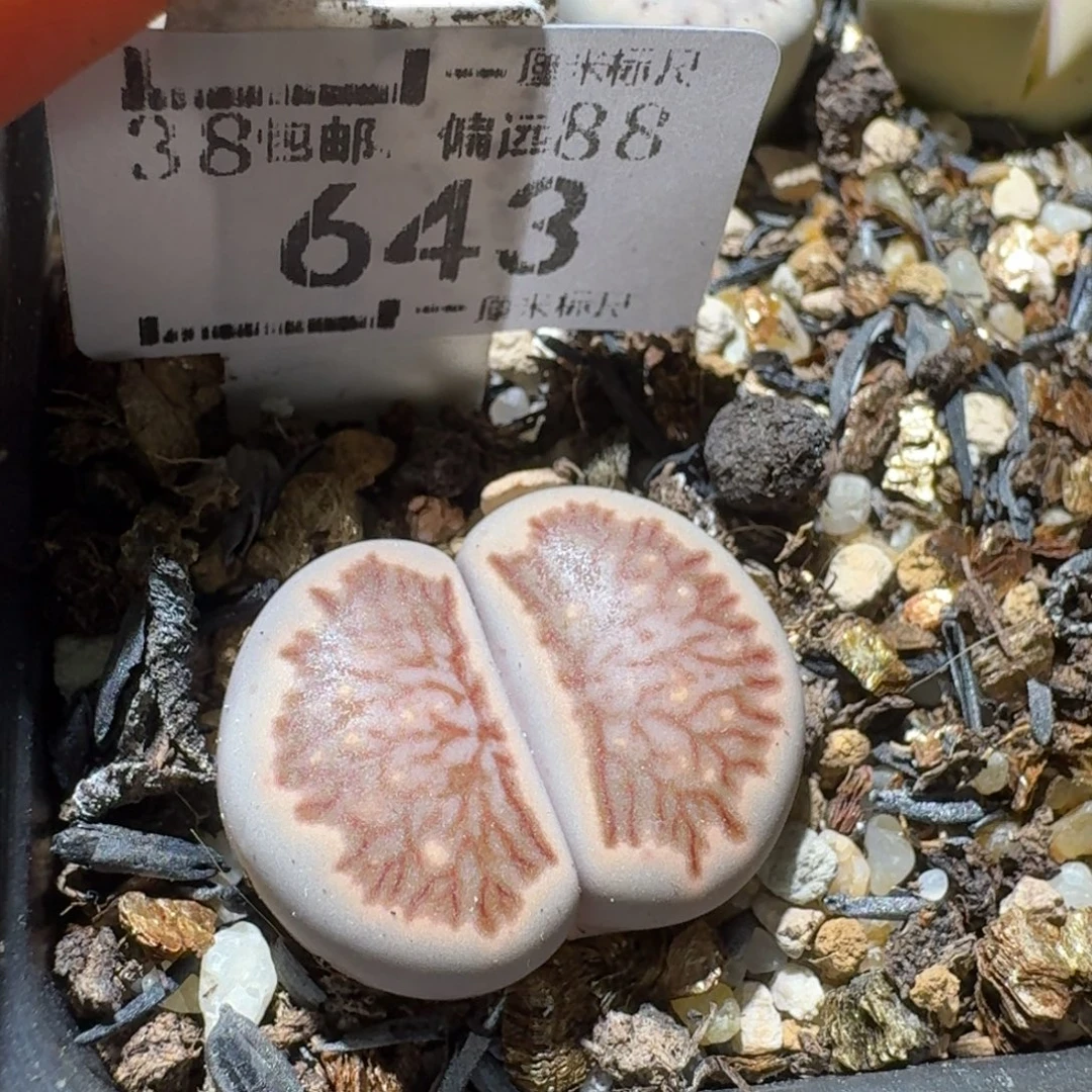 Sss新年福利啦643