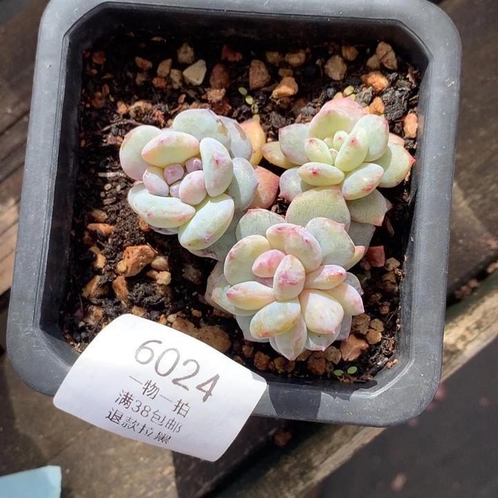 6024星影石化小群一物一拍