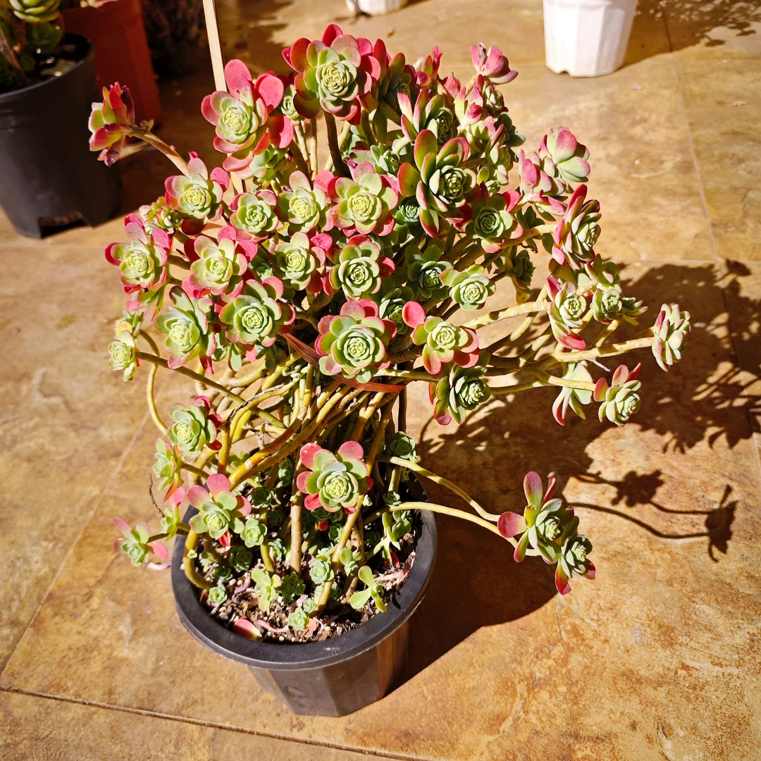 薄化妆180# 精品多肉 新手必备好看好养一单包邮