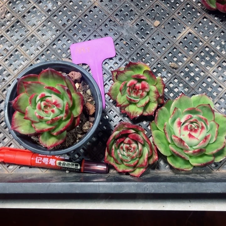 ℋ***࿐惊鸿仙子多肉植物A185