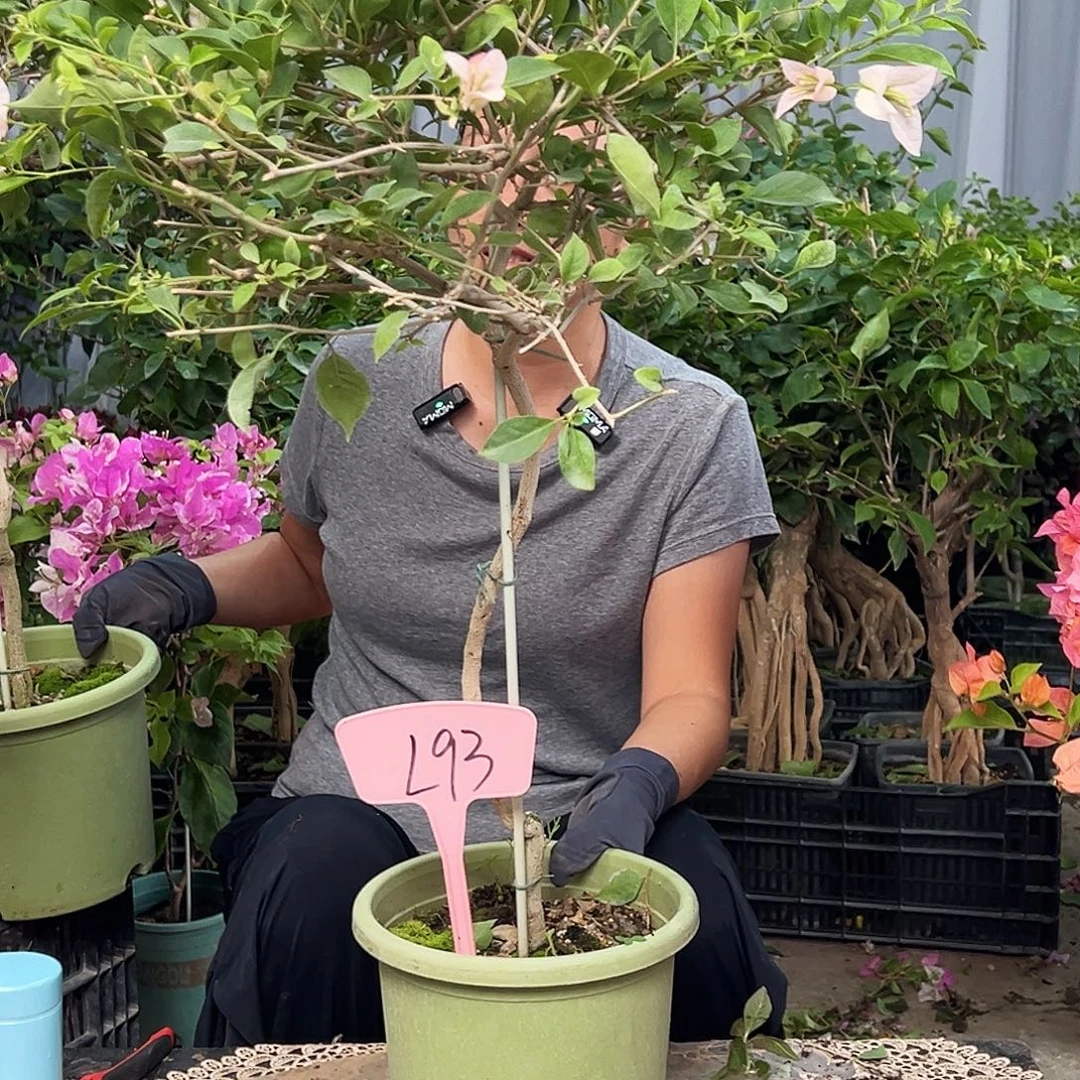 冰***冰大部分花苞少量开放L93婆罗洲樱花