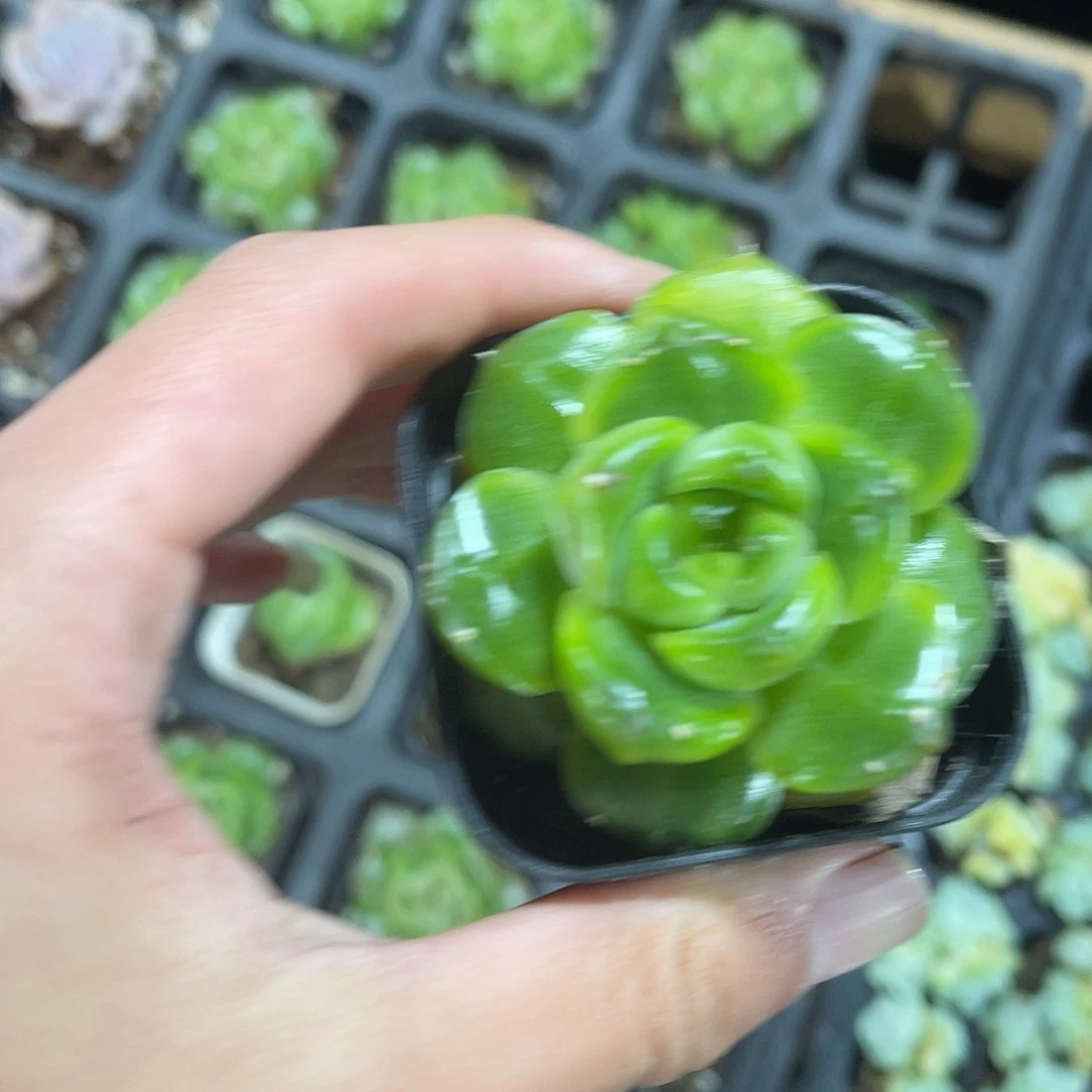 精品无名氏珍妮带盆土发