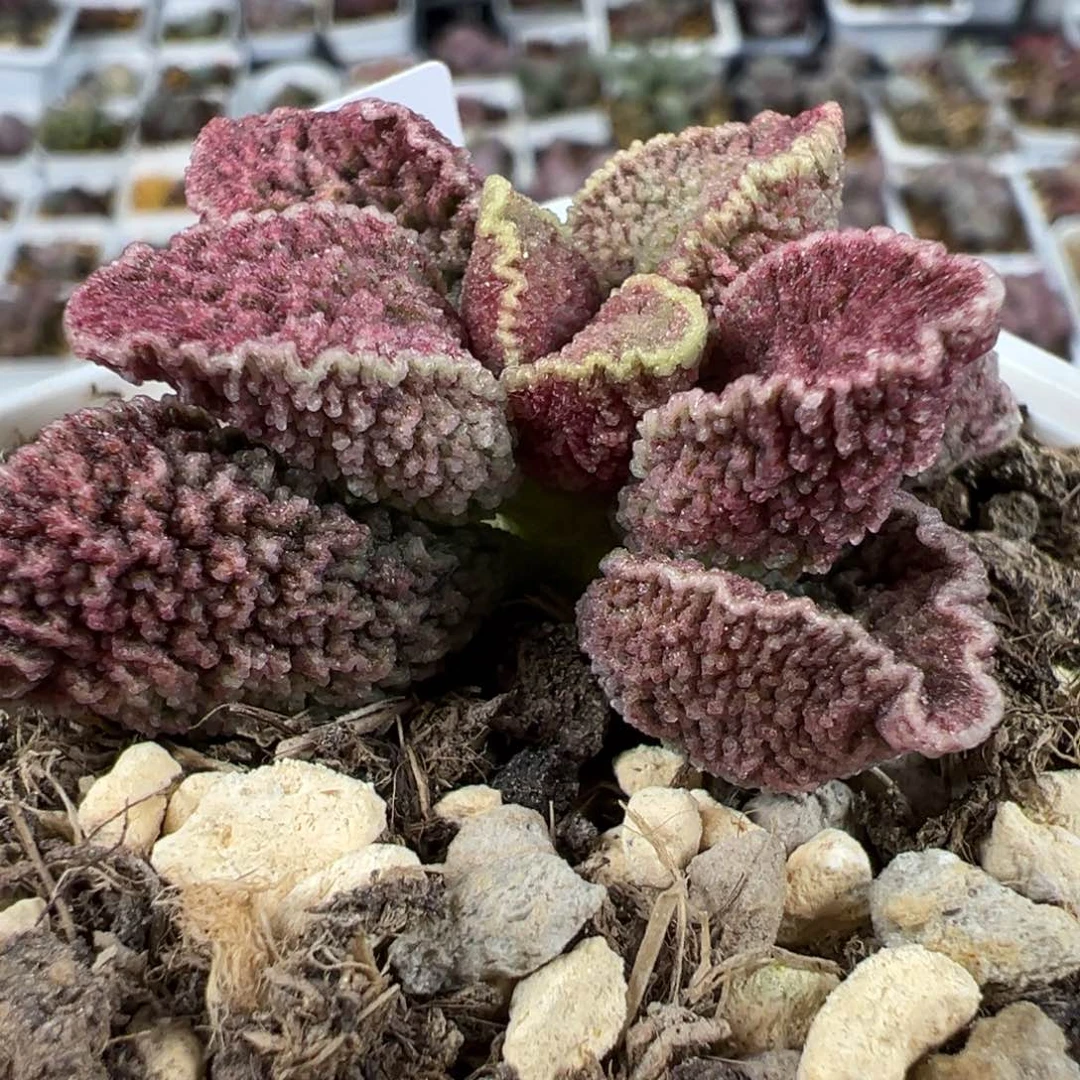 实生新品多肉植物水泡多肉植物