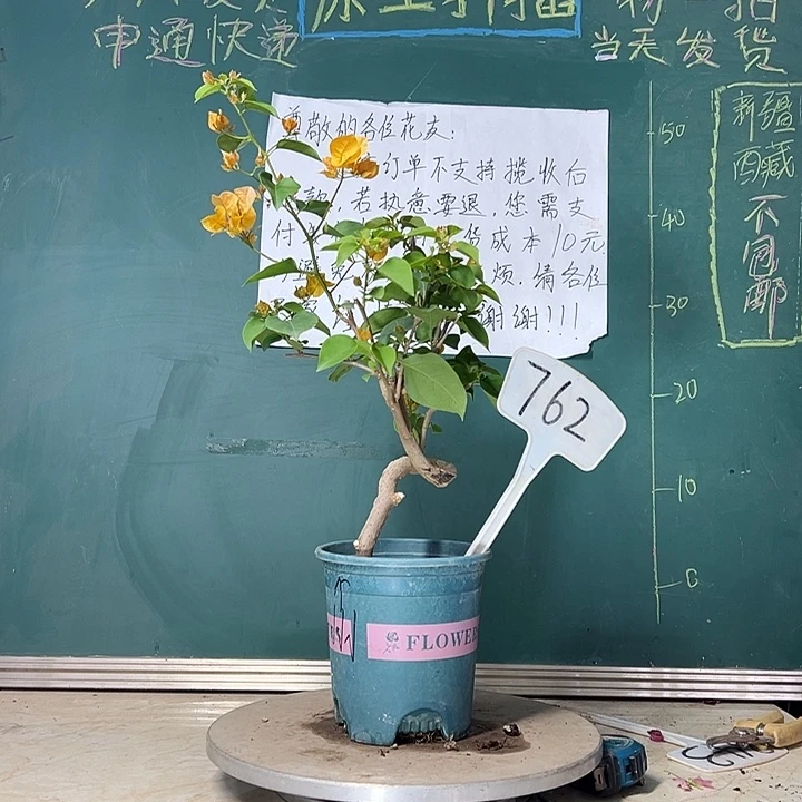 当前无花栽培后可以开花造型 加州黄金有破皮 762