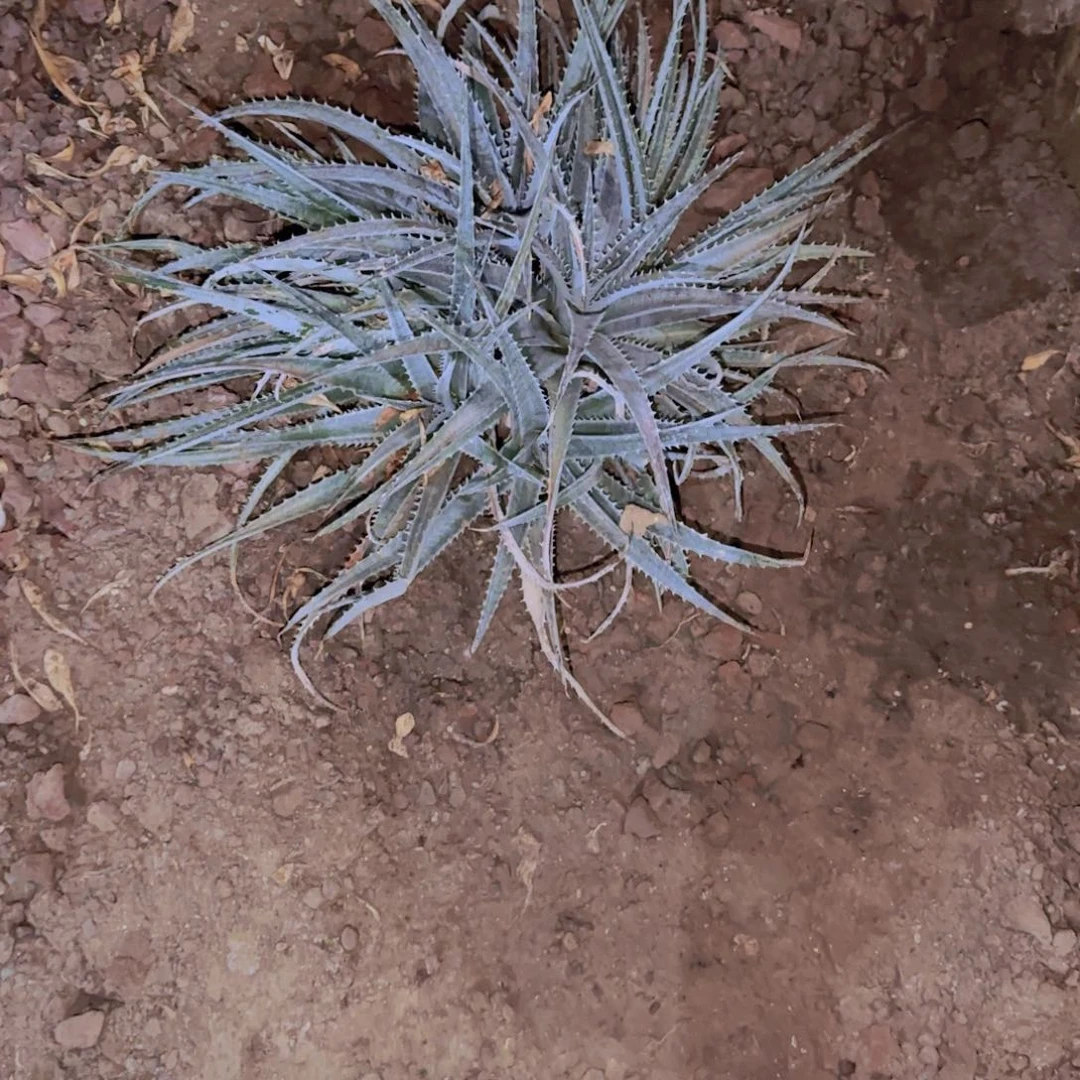 I***a块根植物块根植物