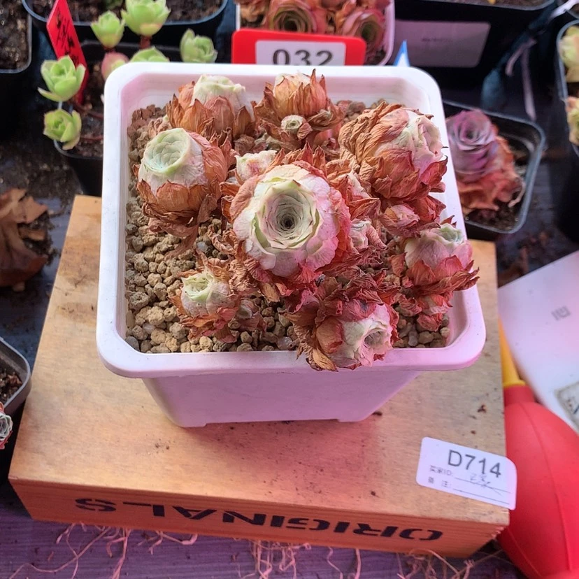 【闪购商品】彩*11月300会员领秋夕641