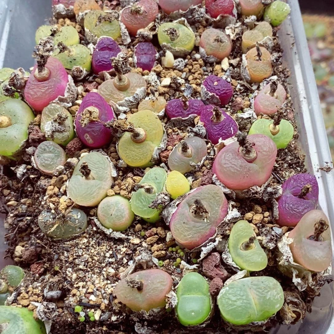 一****猪你们都是我的朋友们都868