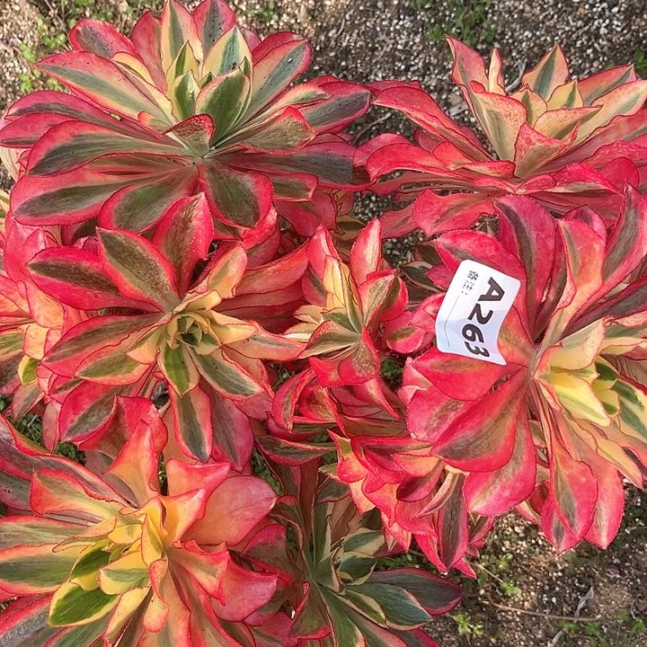 263魅影法师植物母本3颗