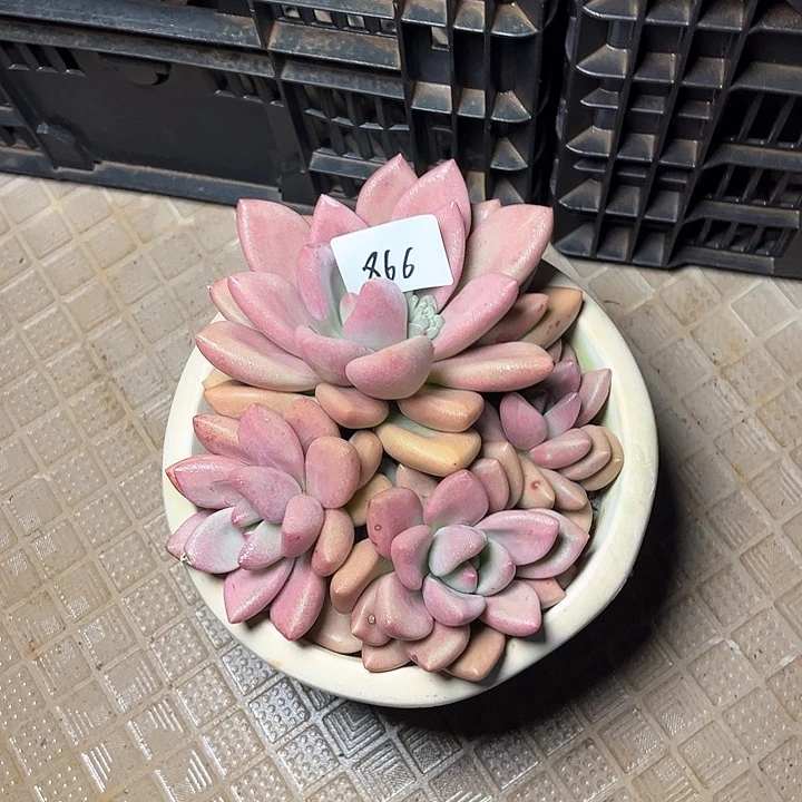 866/////////////////////