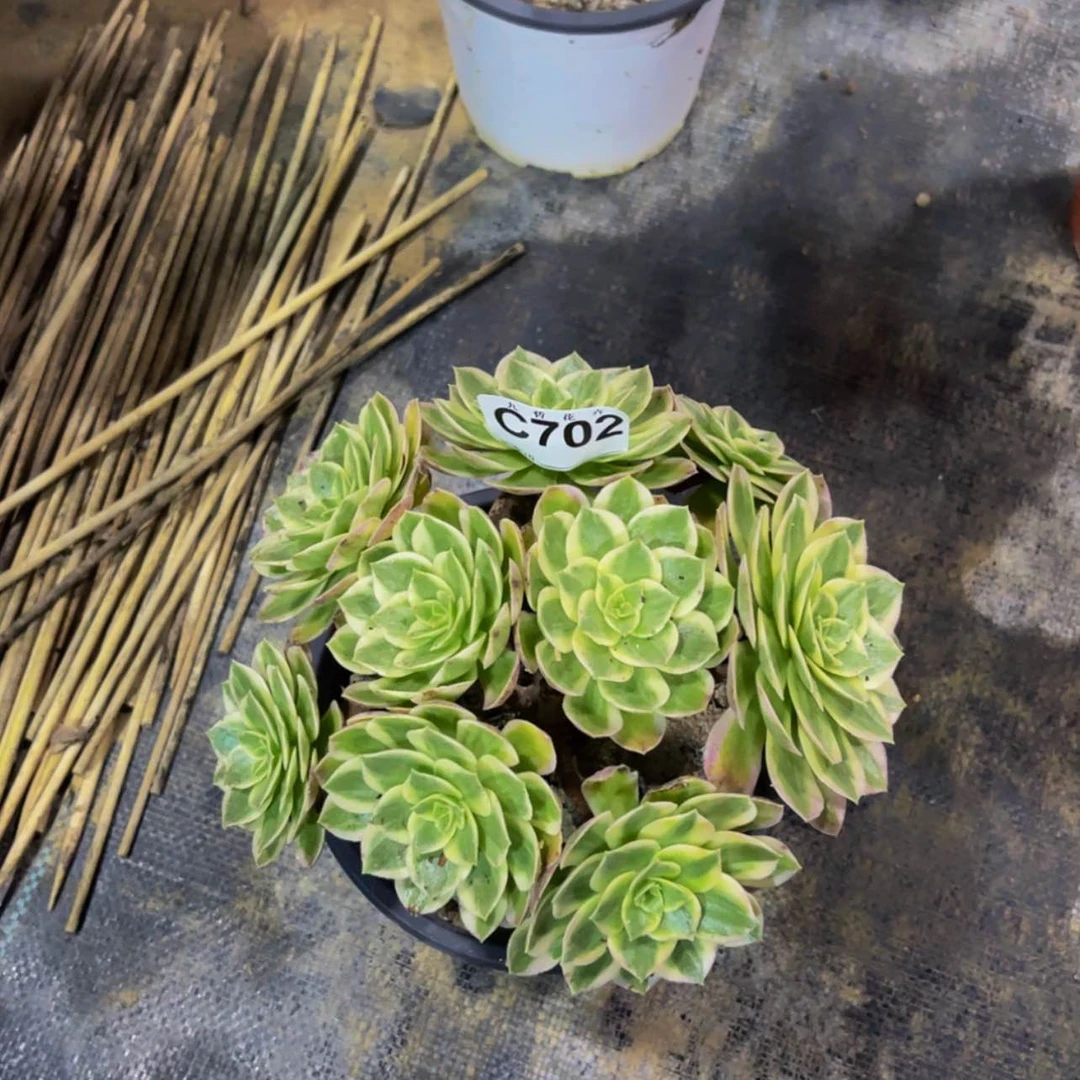 【闪购商品】70200