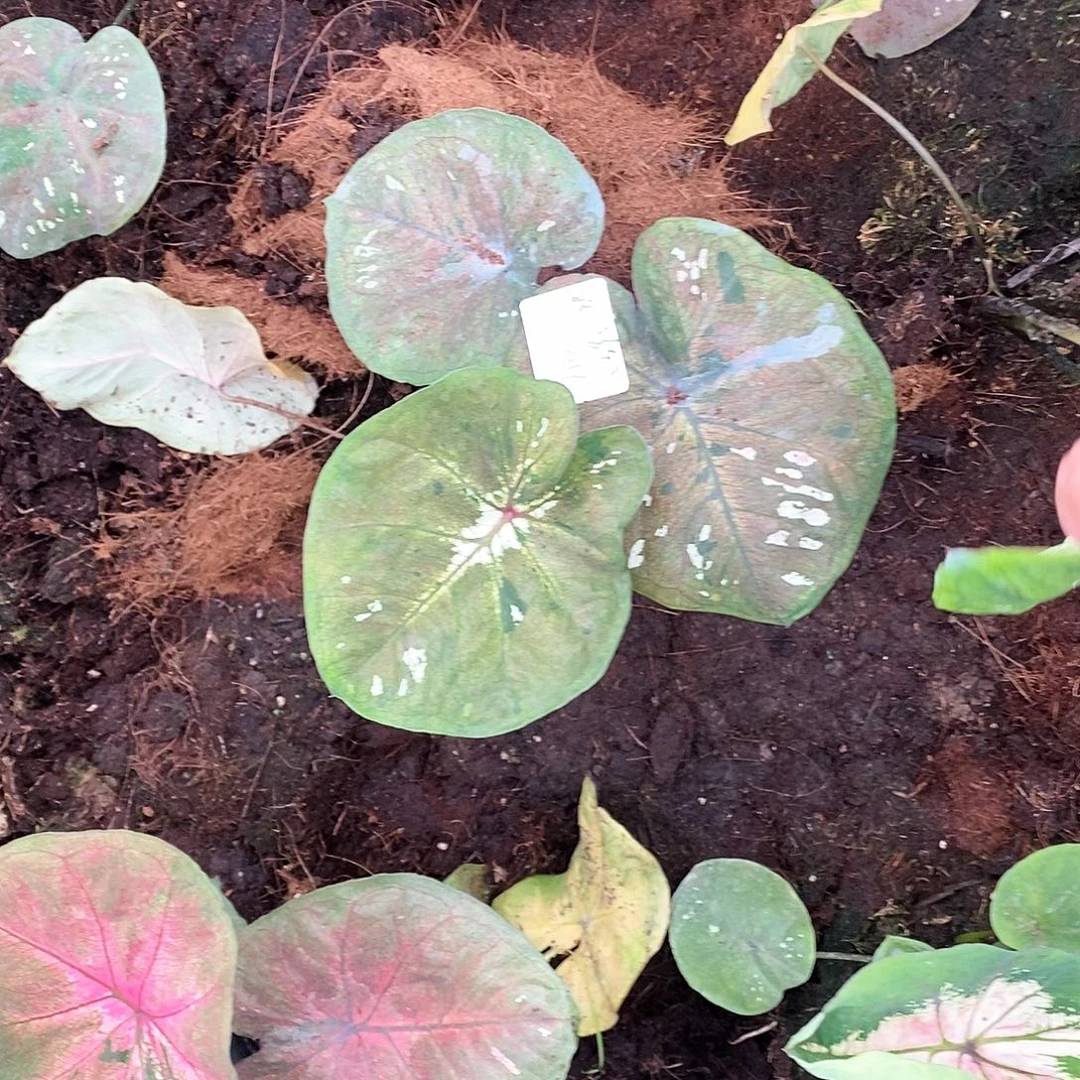 h***a无花朵海王苗1395正常发88