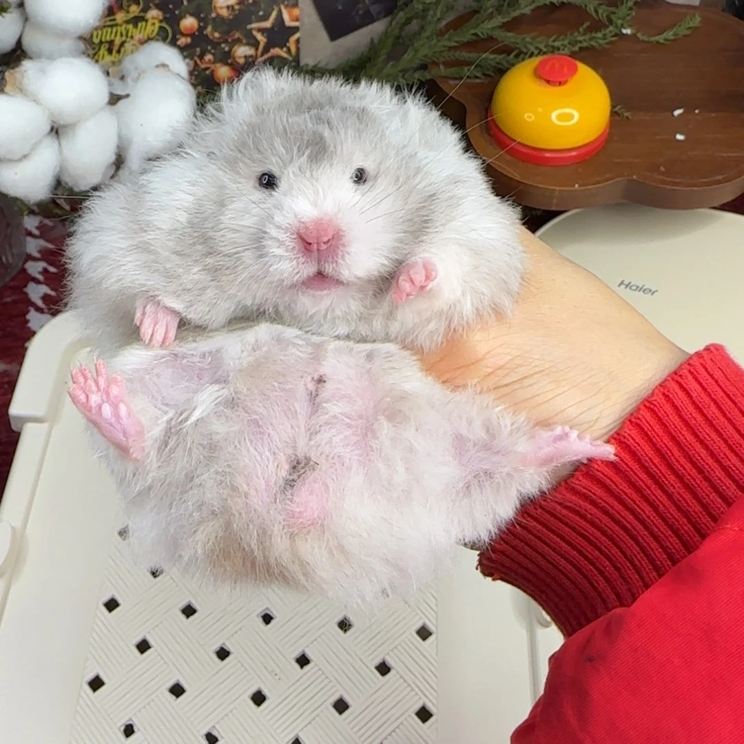 黑波弟弟8.26生日