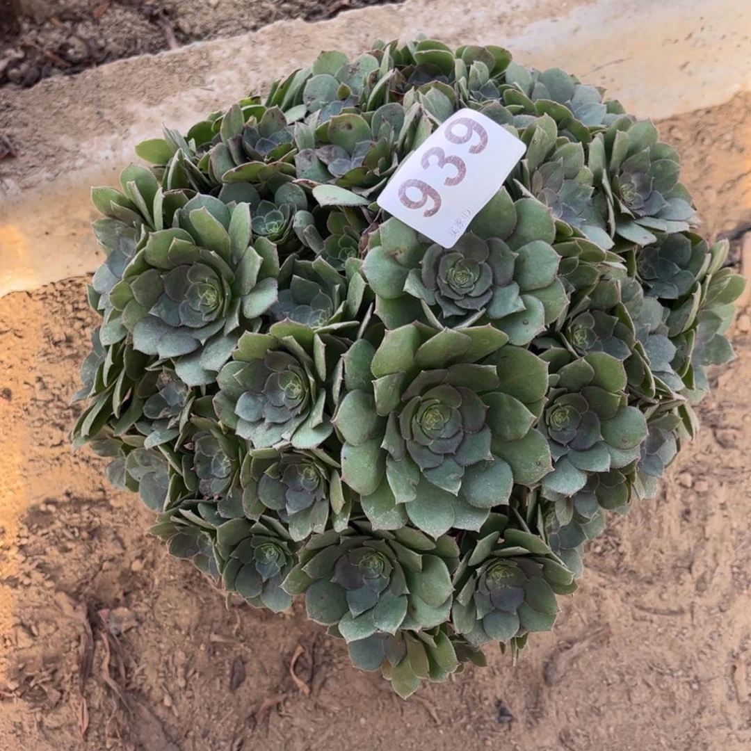 万圣节939不包断枝