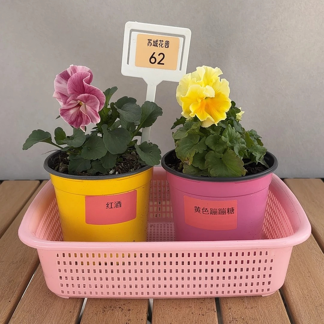 大部分开放少量花苞62