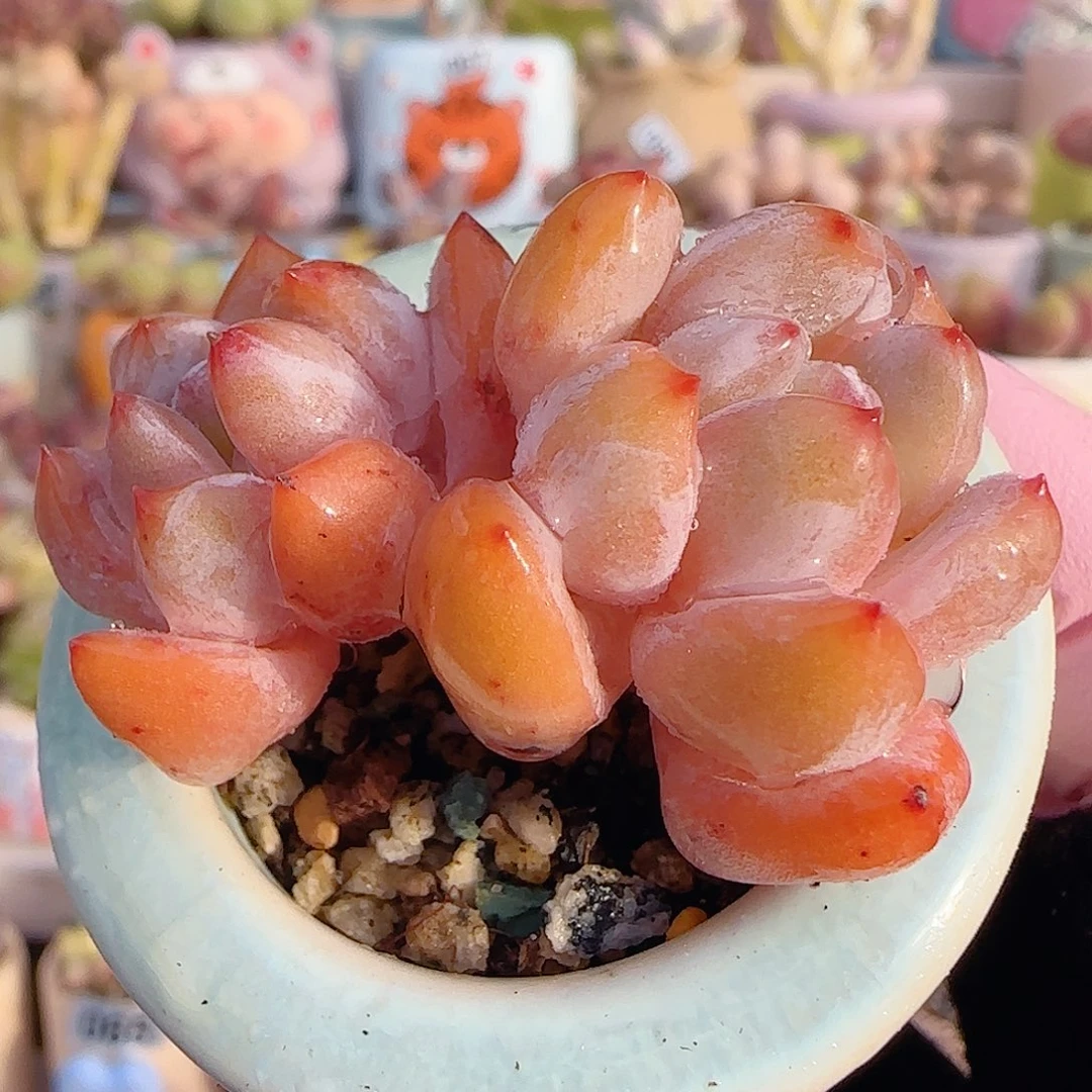 双头橙子 盆口3cm