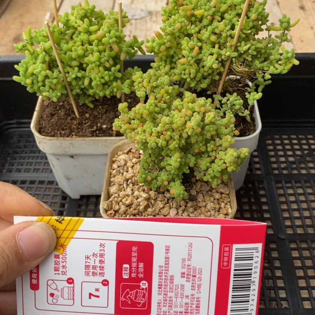 枝干番杏多肉植物394