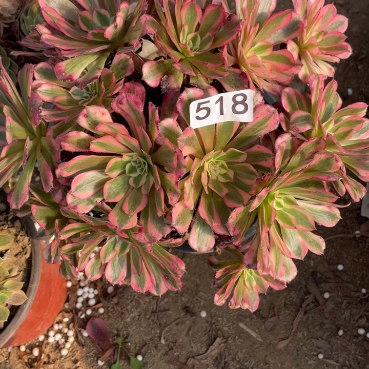 无花朵518多肉植物红铜白