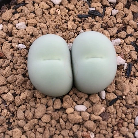 多肉肉锥 双头鸽子蛋