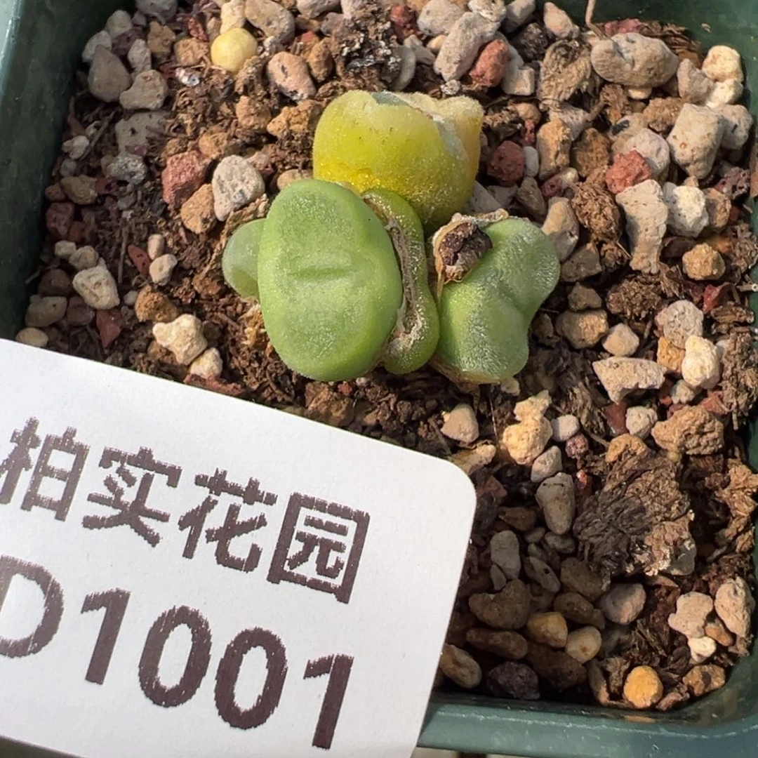 1001  捡漏场一颗