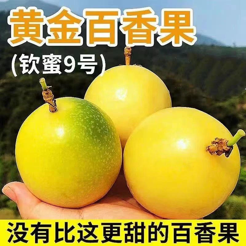 【带箱3斤装】广西钦蜜9号百香果现摘现发产地直发