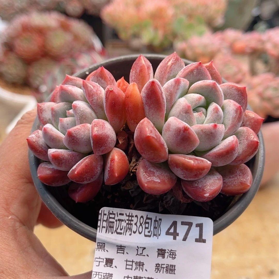 471安妮宝贝德华多肉
