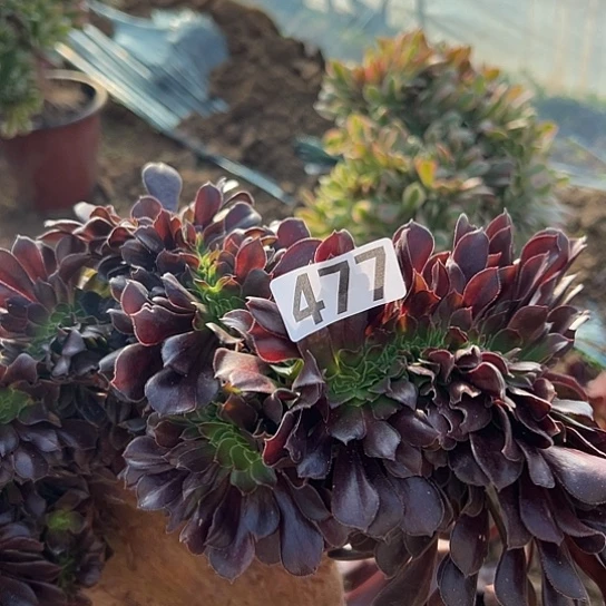 飞***扬多肉植物一个欧子微瑕477