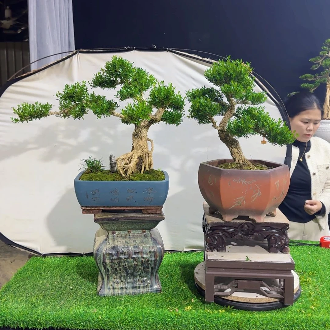 当前无花朵，栽培后可花朵