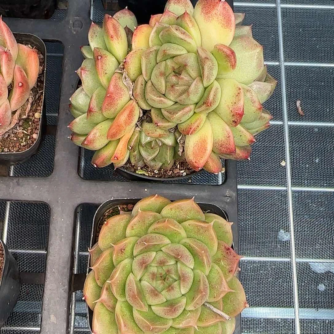 从前慢花园精选海王珍妮