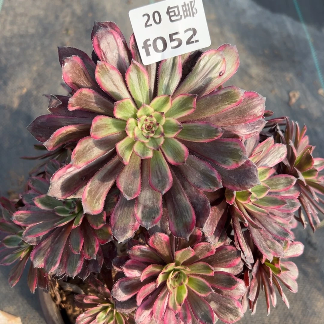 052紫霞，满20包邮嘟叮熊