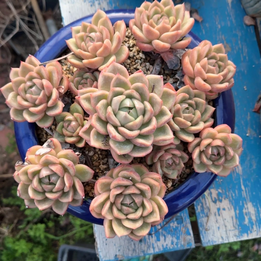 多肉植物多肉植物