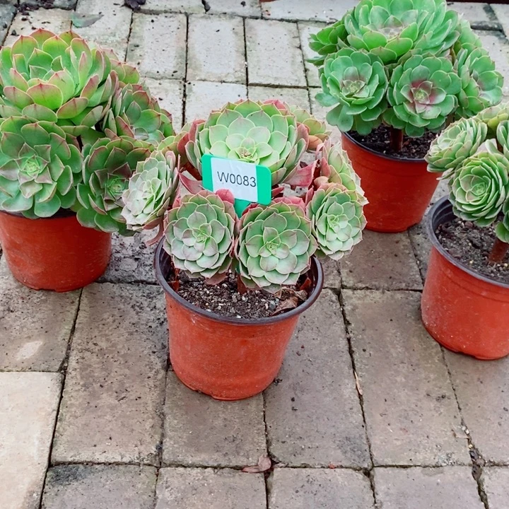 闪购法师1棵万圣杰0083