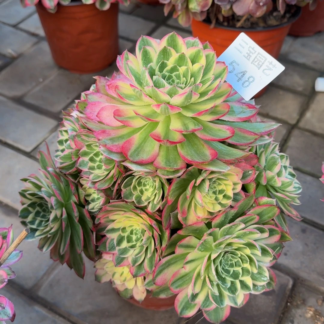 角*烯多肉植物548海王