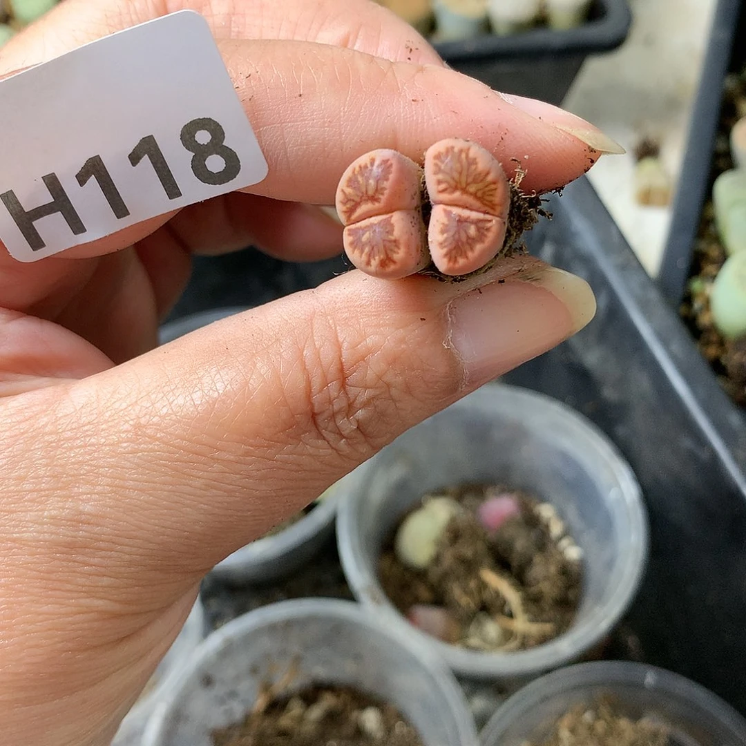 H118多肉植物保护研究所