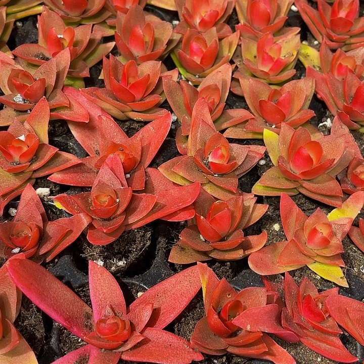 小火鸡1元带土发货