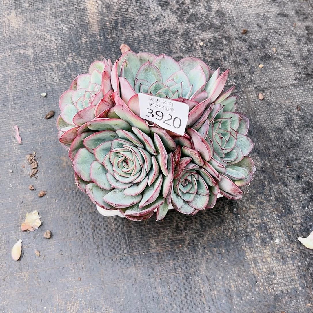 9号我们的确是一3920