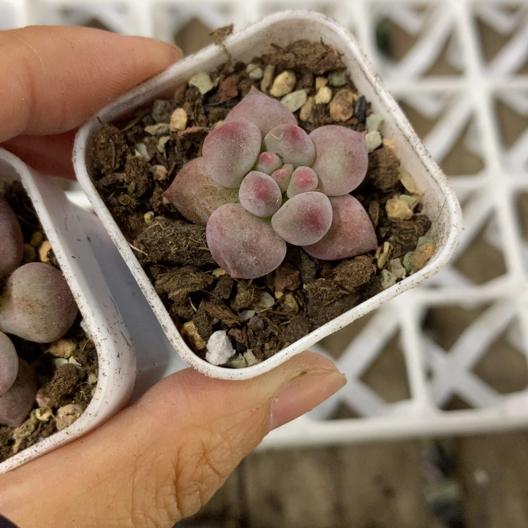 比米布比米布high