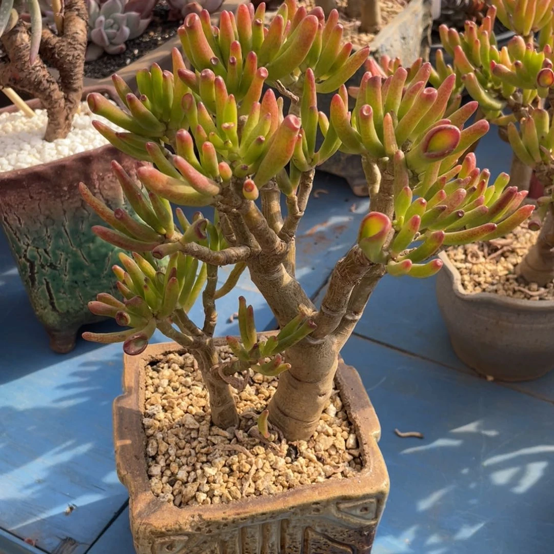 多肉植物盆栽多肉植物