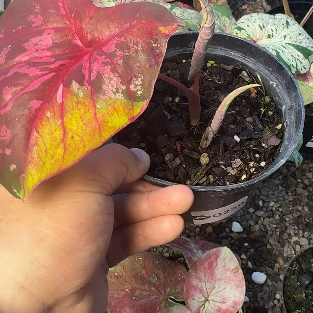 完全开放金矿母本带侧芽230