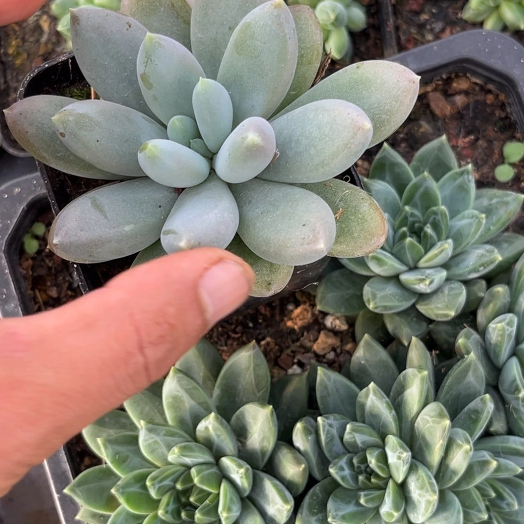 ****º哥特多肉植物单头9