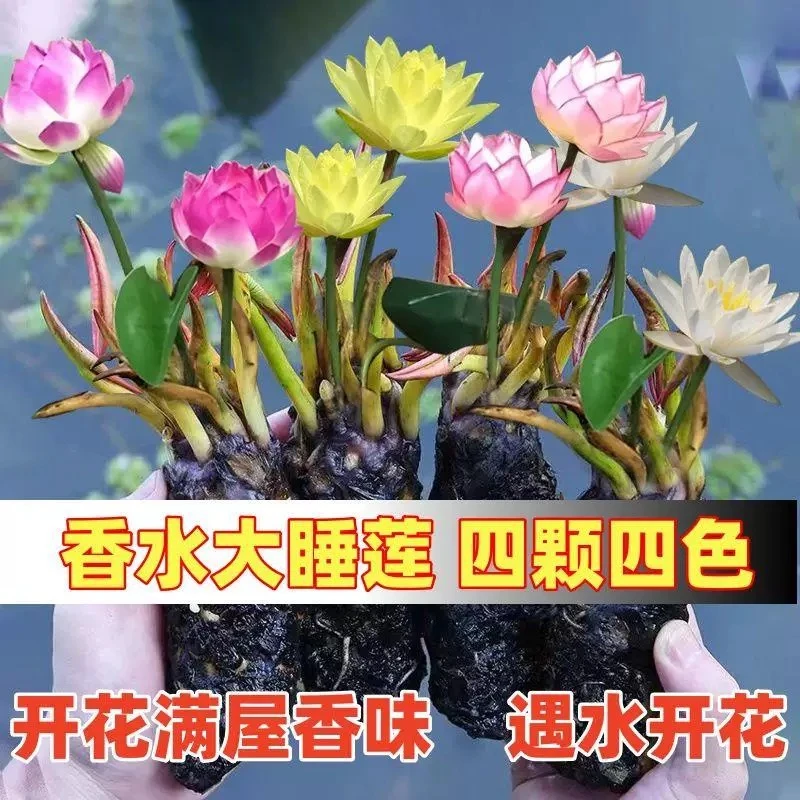 大花睡莲根块水培植物盆栽花卉室内庭院池塘水养花卉耐寒四季水培