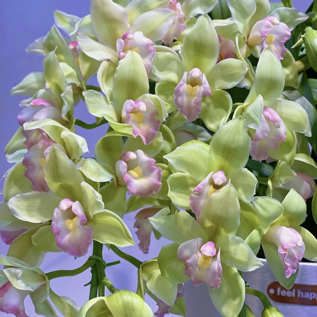 碧波仙子【3支花剑直兰】大花蕙兰年宵花盆栽花卉多年生室内阳台