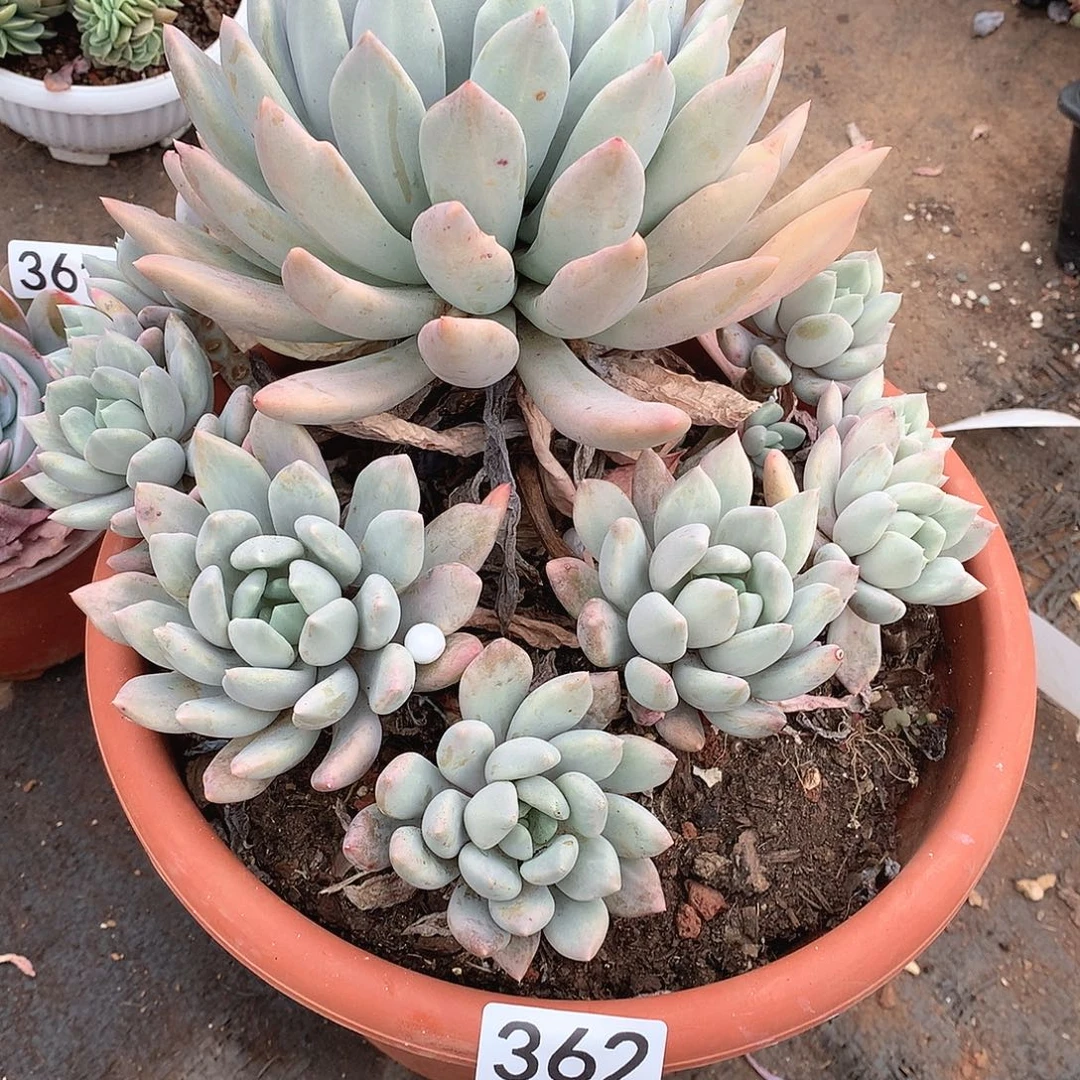 362胖美人一物一拍多肉