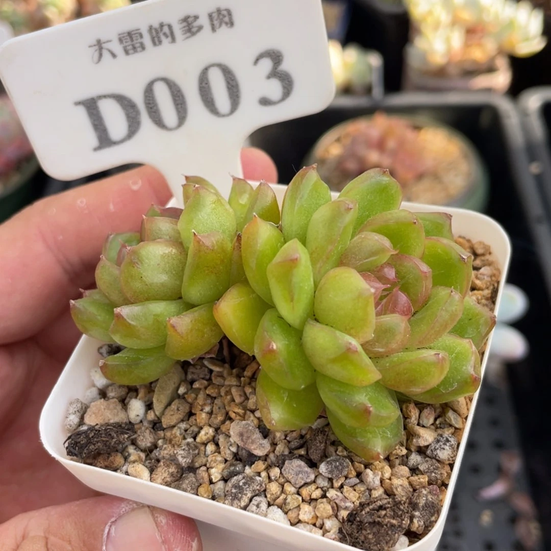 003糖果珍妮不带盆7厘米