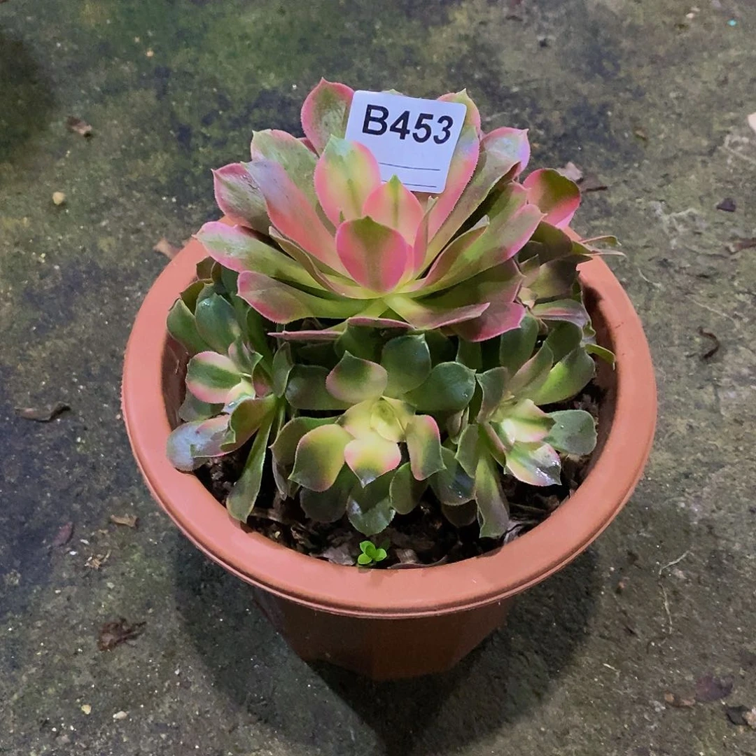 淼*香妃多肉植物453